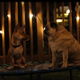 Illustration for article titled The Pet Collective and Tegan And Sara remade the “Closer” video with adorable dogs